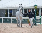 x del Buttasella Tosc Tour2013- S5 1697 : Arezzo, Cavalli d'Italia, Clara del Buttasella, Toscana Tour 2013, foto di Stefano Secchi ©